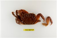 藏品(福曼新脹蟹)的圖片